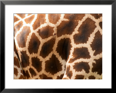 Rothschild's Giraffe Skin, Australia by David Wall Pricing Limited Edition Print image