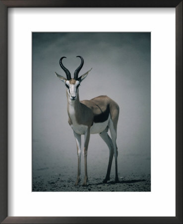 Springbok In Sandstorm, Central Kalahari Game Reserve, Kgalagadi, Botswana by Mitch Reardon Pricing Limited Edition Print image