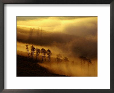 Dawn Mist Clears The Slope Of Mt. Washburn, Yellowstone National Park, Wyoming, Usa by Gareth Mccormack Pricing Limited Edition Print image