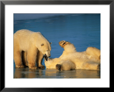 Two Polar Bear Cubs Play On The Shore by Paul Nicklen Pricing Limited Edition Print image