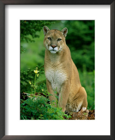 A Close View Of A Captive Male Mountain Lion (Felis Concolor) by Norbert Rosing Pricing Limited Edition Print image