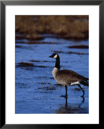 Canadian Goose In Water, Co by Elizabeth Delaney Pricing Limited Edition Print image