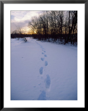Footprints In Snow, Quincy Reservoir by Steven Emery Pricing Limited Edition Print image