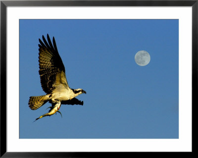 Osprey In Flight With Fish In Talon by Russell Burden Pricing Limited Edition Print image