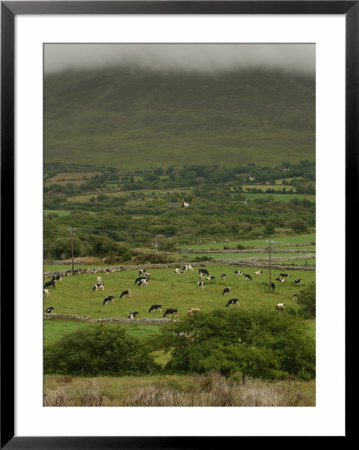 Ireland, Cattle Grazing In Valley Farmland by Keith Levit Pricing Limited Edition Print image
