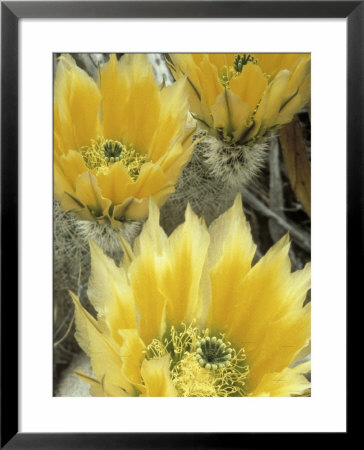 Flowers In Chihuahuan Desert, Big Bend National Park, Texas, Usa by Scott T. Smith Pricing Limited Edition Print image