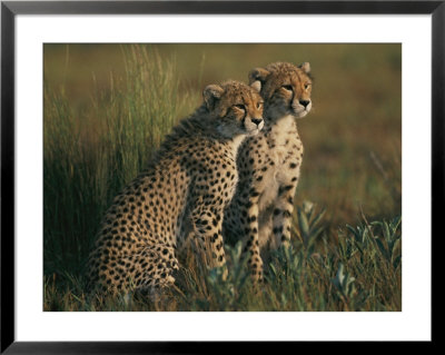 A Portrait Of A Pair Of Young African Cheetahs by Chris Johns Pricing Limited Edition Print image