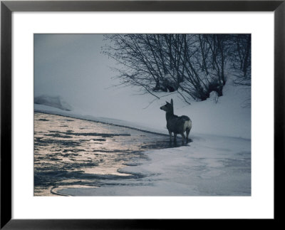 Winter View Of A Deer Near The River by Dean Conger Pricing Limited Edition Print image