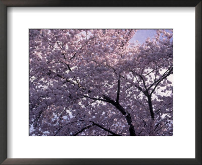 Cherry Blossoms, Washington, Dc by Charles Shoffner Pricing Limited Edition Print image