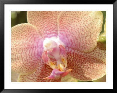 Orchids by Lauree Feldman Pricing Limited Edition Print image