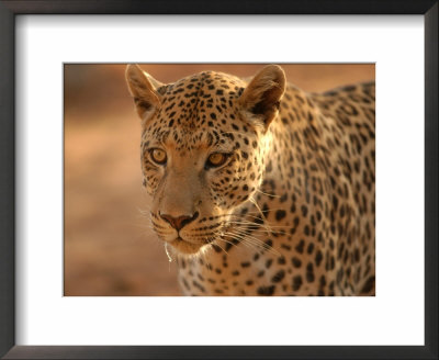 Leopard, Namibia, Africa by Keith Levit Pricing Limited Edition Print image