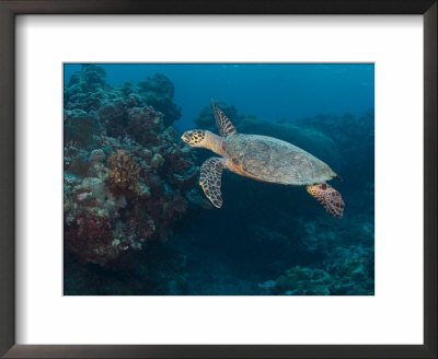 Hawksbill Turtle, Palau, Micronesia, Rock Islands, World Heritage Site, Western Pacific by Stuart Westmoreland Pricing Limited Edition Print image