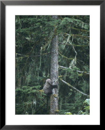 A Grizzly Bear Clings To A Fir Tree It Is Climbing by Tom Murphy Pricing Limited Edition Print image