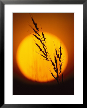 Indian Grass Against A Sunset Sky At Audubon Prairie In Minnesota by Annie Griffiths Belt Pricing Limited Edition Print image