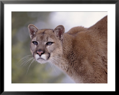Puma by Ernest Manewal Pricing Limited Edition Print image