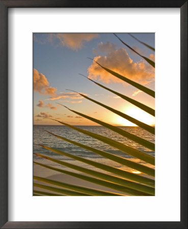 Tropical Sunrise Through Palm Branch, Lani Kai, Hi by Tomas Del Amo Pricing Limited Edition Print image