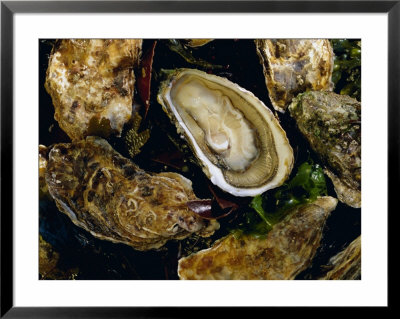 Huitres Fines De Claires (Oysters), Ile De Re, Charente Maritime, France, Europe by J P De Manne Pricing Limited Edition Print image
