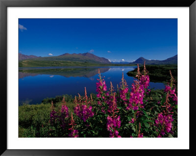 Common Fireweed In The Alaska Range, Alaska, Usa by Dee Ann Pederson Pricing Limited Edition Print image