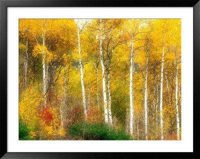 Fall Aspen Trees Along Highway 2, Washington, Usa by Janell Davidson Pricing Limited Edition Print image