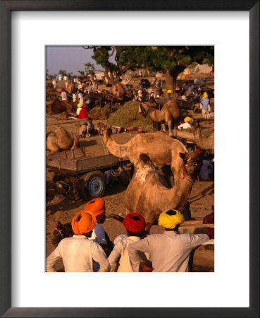 Camel Traders And Camels At Camel Fair, Pushkar, Rajasthan, India by Dallas Stribley Pricing Limited Edition Print image