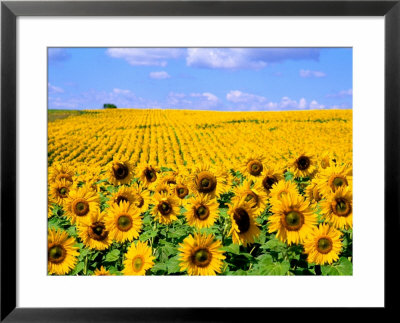 Wild Colors Of Sunflowers, Jamestown, North Dakota, Usa by Bill Bachmann Pricing Limited Edition Print image