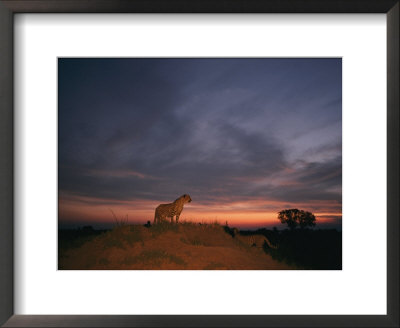 An African Cheetah Stands Majestically On A Large Mound In Front Of A Beautiful Sunset by Chris Johns Pricing Limited Edition Print image