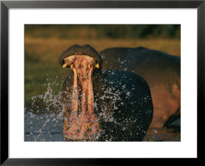 Hippopotamus In The Zambezi River by Chris Johns Pricing Limited Edition Print image