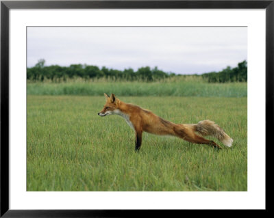 A Red Fox Stretches Its Legs In A Field by Roy Toft Pricing Limited Edition Print image