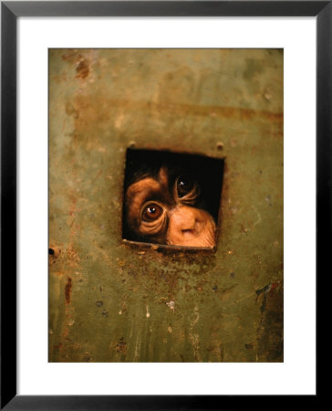 A Young Chimpanzee Held Captive In A Private Zoo In Monrovia by Michael Nichols Pricing Limited Edition Print image