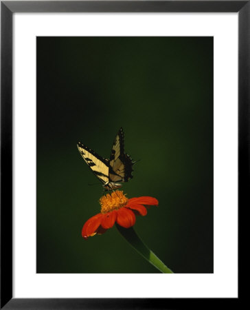 A Swallowtail Butterfly On A Flower by Taylor S. Kennedy Pricing Limited Edition Print image