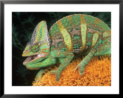 Veiled Chameleon (Chamaeleo Calyptrtus) by Marian Bacon Pricing Limited Edition Print image