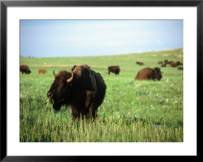 Buffalo Grazing In Custer State Park, Sd by Stephen Gassman Pricing Limited Edition Print image