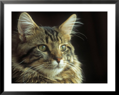 Maine Coon Cat by Tony Ruta Pricing Limited Edition Print image