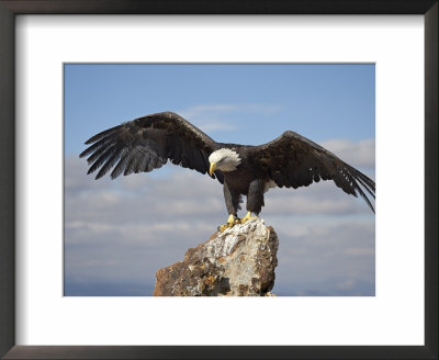 Bald Eagle (Haliaeetus Leucocephalus) Perched With Spread Wings, Boulder County, Colorado by James Hager Pricing Limited Edition Print image