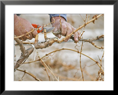 Vineyard Worker, Bodega Del Anelo Winery, Finca Roja, Anelo Region, Neuquen, Patagonia, Argentina by Per Karlsson Pricing Limited Edition Print image