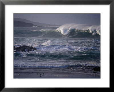 Winter Waves And Shorebirds In Ballyhiernan Bay, Fanad Head, Ireland by Gareth Mccormack Pricing Limited Edition Print image