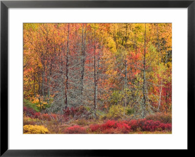 Blueberry Bushes And Trees, Acadia National Park, Maine, Usa by Joanne Wells Pricing Limited Edition Print image