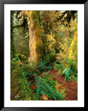 Hall Of Mosses Trail, Olympic National Park, Washington, Usa by Stephen Saks Pricing Limited Edition Print image