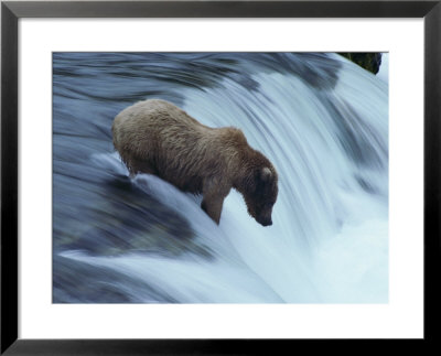 A Young Grizzly Bear (Ursus Arctos Horribilis) Wades Down A Waterfall by Paul Nicklen Pricing Limited Edition Print image