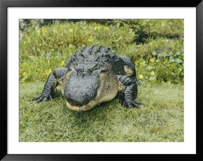 An American Alligator With A Small Fish Hanging Out Of Its Closed Mouth by Joseph H. Bailey Pricing Limited Edition Print image