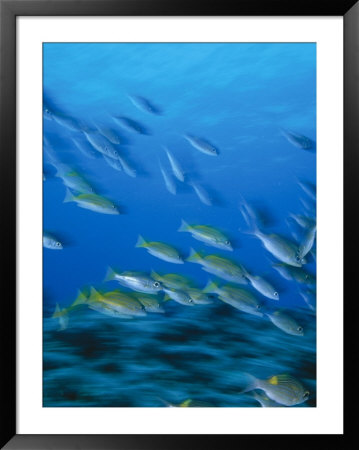 Schooling Snappers, Lutjanus Sp., Indo Pacific by Stuart Westmoreland Pricing Limited Edition Print image