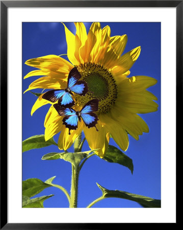 Butterflies On A Sunflower by Paul Katz Pricing Limited Edition Print image