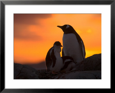 Gentoo Penguins Silhouetted At Sunset On Petermann Island, Antarctic Peninsula by Hugh Rose Pricing Limited Edition Print image