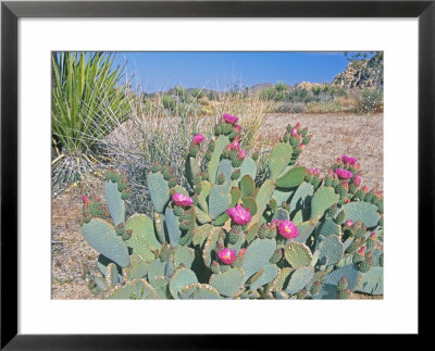 Beavertail Cactus, Joshua Tree National Park, California, Usa by Rob Tilley Pricing Limited Edition Print image