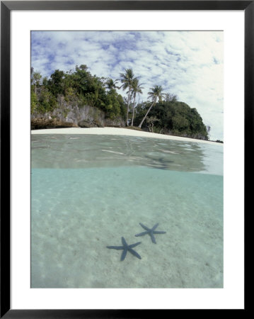 Above And Below View Of Mangroves by Stuart Westmoreland Pricing Limited Edition Print image