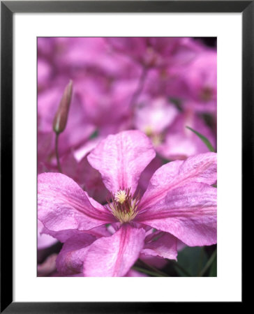 Clematis Margaret Hunt by David Murray Pricing Limited Edition Print image