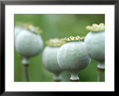 Papaver Somniferum (Opium Poppy) Seed Heads Of Flowering Annual, Oxfordshire by David Murray Pricing Limited Edition Print image