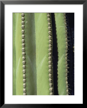 A Close, Detailed View Of A Cactus by Bill Curtsinger Pricing Limited Edition Print image