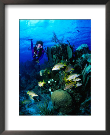 A Diver Watches A Group Of Schoolmasters Congregate Around One Of The Cayman Reefs, Cayman Islands by Michael Lawrence Pricing Limited Edition Print image
