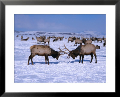 A Pair Of Elk Lock Antlers At The National Elk Refuge, Jackson Hole, Wyoming, Usa by Cheyenne Rouse Pricing Limited Edition Print image